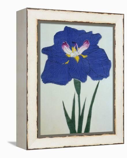 O-Sho-Kun Book of a Blue Iris-Stapleton Collection-Framed Premier Image Canvas