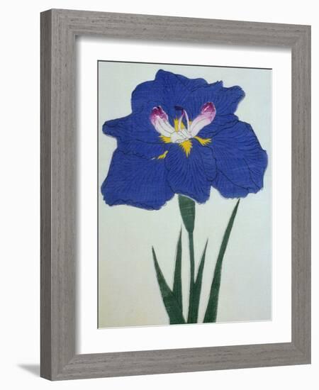 O-Sho-Kun Book of a Blue Iris-Stapleton Collection-Framed Giclee Print