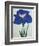 O-Sho-Kun Book of a Blue Iris-Stapleton Collection-Framed Giclee Print