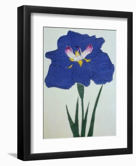 O-Sho-Kun Book of a Blue Iris-Stapleton Collection-Framed Giclee Print