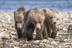 Three brown bear cubs, Alaska-OAG Q Wolfe-Premier Image Canvas