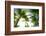 Oahu Palms-Bill Carson Photography-Framed Photographic Print