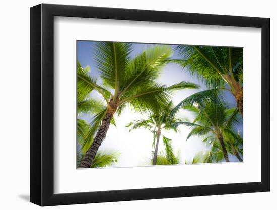 Oahu Palms-Bill Carson Photography-Framed Photographic Print