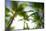 Oahu Palms-Bill Carson Photography-Mounted Photographic Print