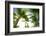 Oahu Palms-Bill Carson Photography-Framed Photographic Print