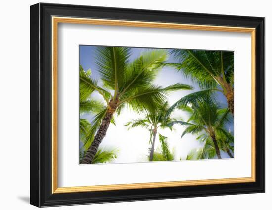 Oahu Palms-Bill Carson Photography-Framed Photographic Print