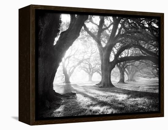 Oak Alley, Light and Shadows-William Guion-Framed Stretched Canvas