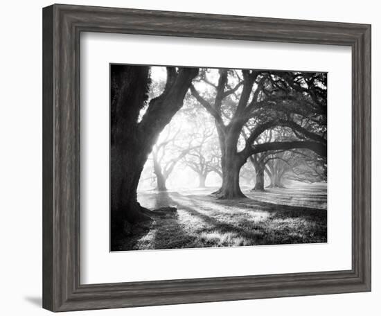 Oak Alley, Light and Shadows-William Guion-Framed Art Print