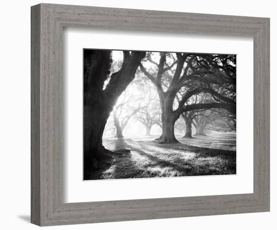 Oak Alley, Light and Shadows-William Guion-Framed Art Print