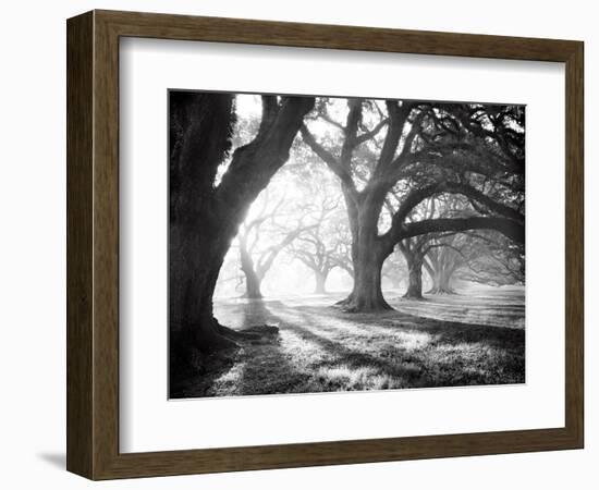 Oak Alley, Light and Shadows-William Guion-Framed Art Print