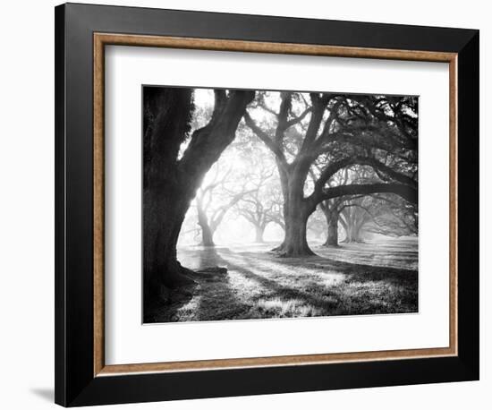 Oak Alley, Light and Shadows-William Guion-Framed Art Print