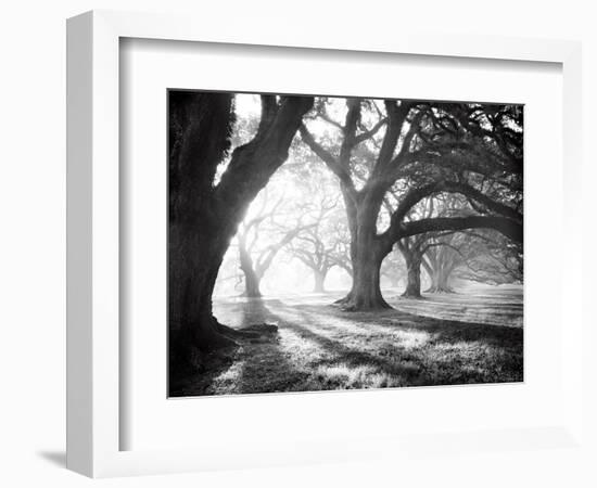 Oak Alley, Light and Shadows-William Guion-Framed Art Print