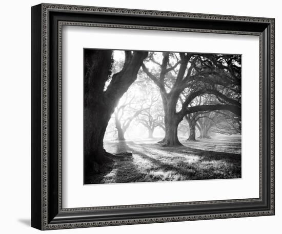 Oak Alley, Light and Shadows-William Guion-Framed Art Print