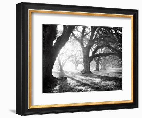 Oak Alley, Light and Shadows-William Guion-Framed Art Print