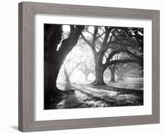 Oak Alley, Light and Shadows-William Guion-Framed Art Print