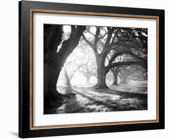 Oak Alley, Light and Shadows-William Guion-Framed Art Print