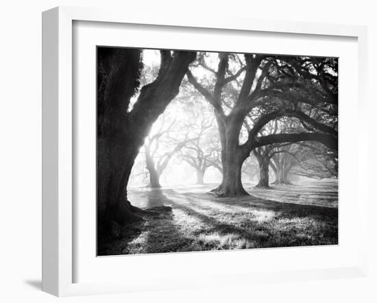 Oak Alley, Light and Shadows-William Guion-Framed Art Print
