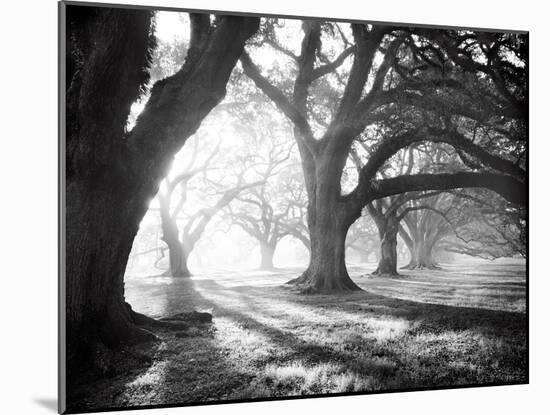 Oak Alley, Light and Shadows-William Guion-Mounted Art Print