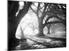 Oak Alley, Light and Shadows-William Guion-Mounted Art Print
