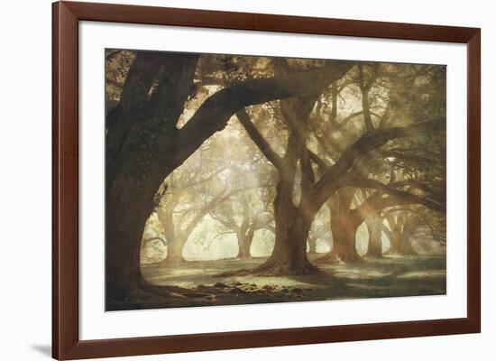 Oak Alley Morning Light-William Guion-Framed Art Print