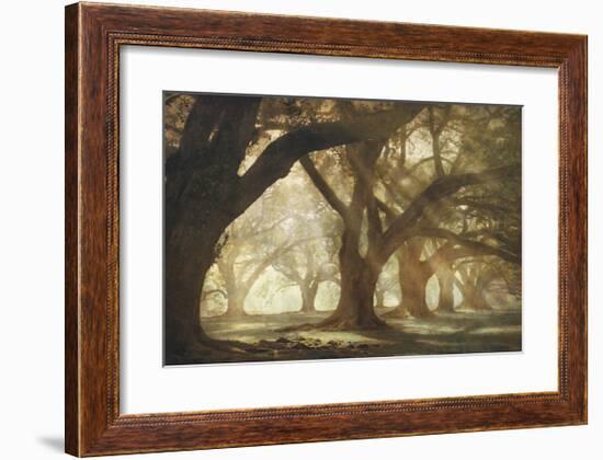 Oak Alley Morning Light-William Guion-Framed Giclee Print