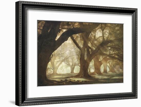 Oak Alley Morning Light-William Guion-Framed Giclee Print