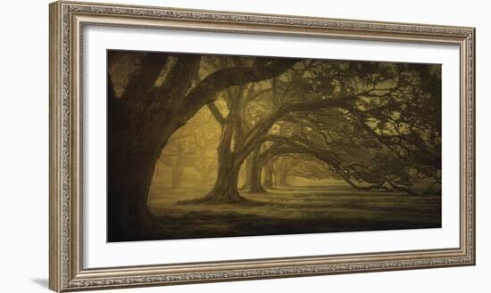 Oak Alley Morning Shadows-William Guion-Framed Art Print