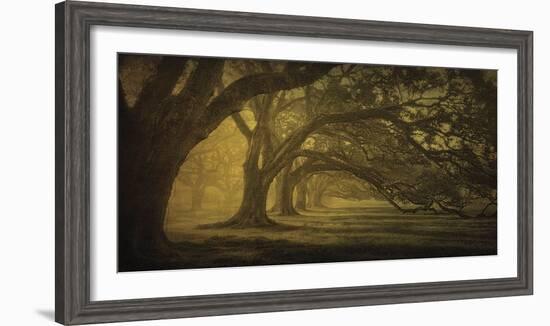 Oak Alley Morning Shadows-William Guion-Framed Art Print