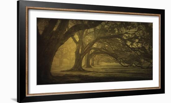Oak Alley Morning Shadows-William Guion-Framed Art Print