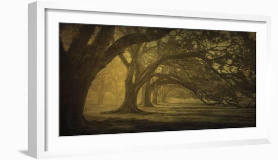 Oak Alley Morning Shadows-William Guion-Framed Art Print