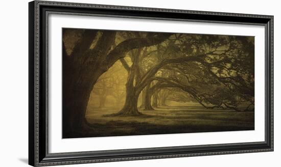 Oak Alley Morning Shadows-William Guion-Framed Art Print