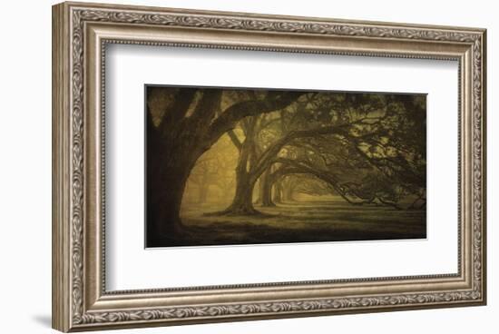 Oak Alley Morning Shadows-William Guion-Framed Art Print