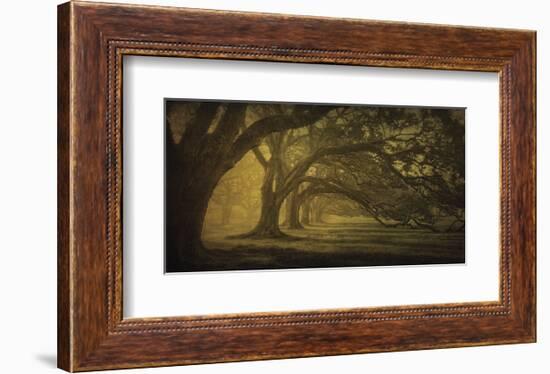 Oak Alley Morning Shadows-William Guion-Framed Art Print