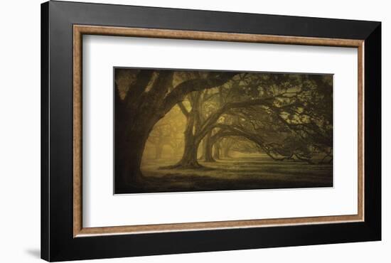 Oak Alley Morning Shadows-William Guion-Framed Art Print