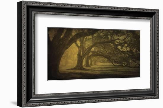 Oak Alley Morning Shadows-William Guion-Framed Art Print