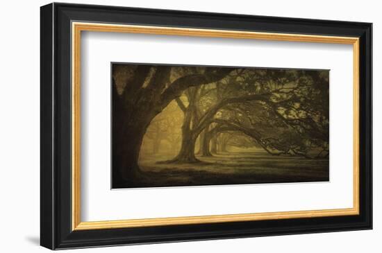 Oak Alley Morning Shadows-William Guion-Framed Art Print