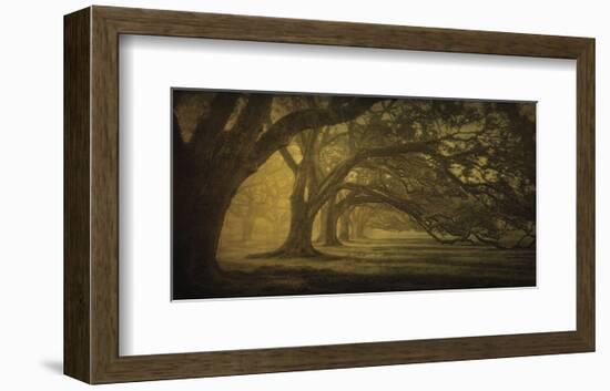 Oak Alley Morning Shadows-William Guion-Framed Art Print