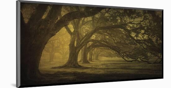 Oak Alley Morning Shadows-William Guion-Mounted Art Print