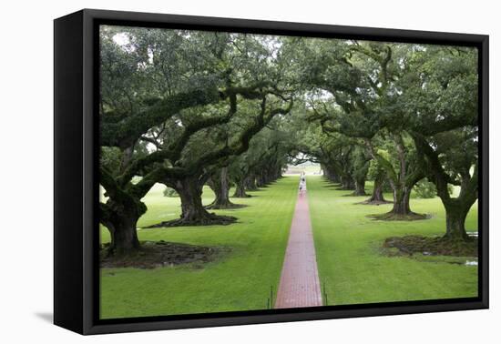 Oak Alley Plantation, Alley of Oaks, Virginia Live Oaks, Louisiana, USA-Jamie & Judy Wild-Framed Premier Image Canvas