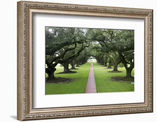 Oak Alley Plantation, Alley of Oaks, Virginia Live Oaks, Louisiana, USA-Jamie & Judy Wild-Framed Photographic Print
