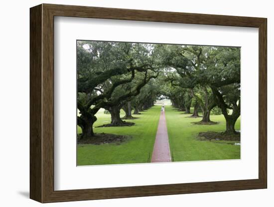 Oak Alley Plantation, Alley of Oaks, Virginia Live Oaks, Louisiana, USA-Jamie & Judy Wild-Framed Photographic Print