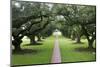 Oak Alley Plantation, Alley of Oaks, Virginia Live Oaks, Louisiana, USA-Jamie & Judy Wild-Mounted Photographic Print
