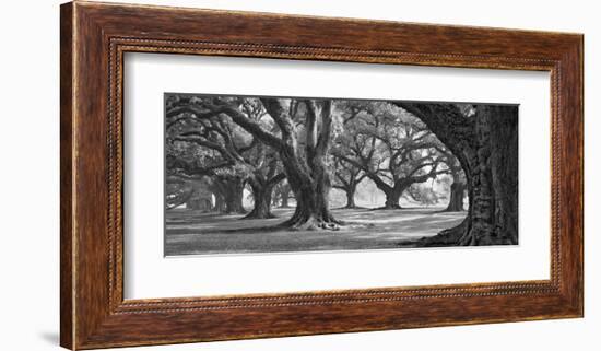 Oak Alley West Row-William Guion-Framed Giclee Print