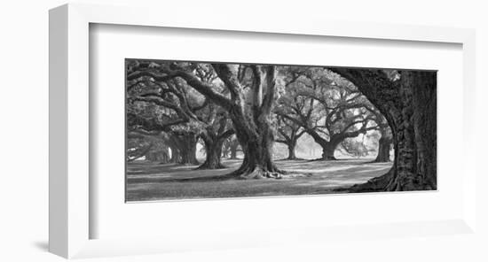 Oak Alley West Row-William Guion-Framed Giclee Print