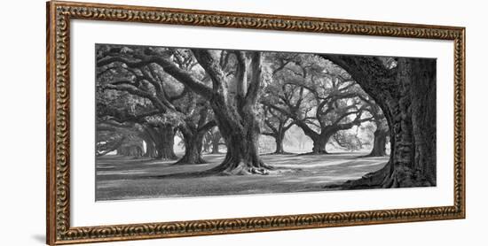 Oak Alley West Row-William Guion-Framed Giclee Print