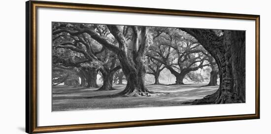 Oak Alley West Row-William Guion-Framed Giclee Print