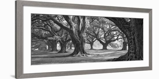 Oak Alley West Row-William Guion-Framed Giclee Print