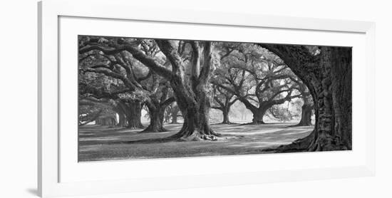 Oak Alley West Row-William Guion-Framed Giclee Print