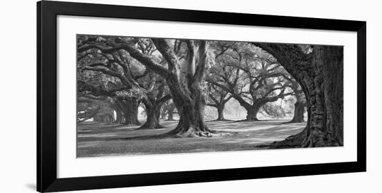 Oak Alley West Row-William Guion-Framed Giclee Print