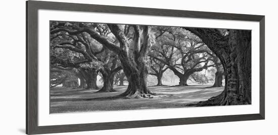 Oak Alley West Row-William Guion-Framed Giclee Print